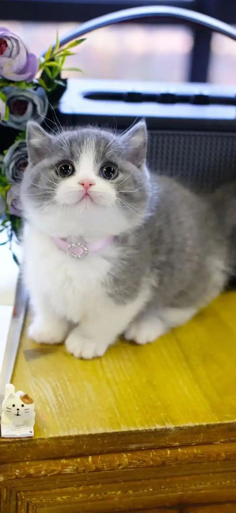 精品#蓝白曼基康#矮脚猫 妹妹 超完美宝宝! 正八满背五粉贴 - 抖音