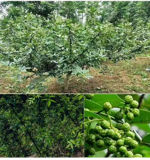 四川特产麻椒特麻花椒粒重庆干藤椒青花椒特香花椒粉青椒川椒批发