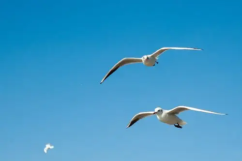 滇池观海鸥 - 美篇