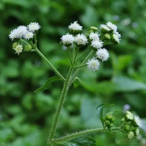 外来入侵恶性杂草胜红蓟