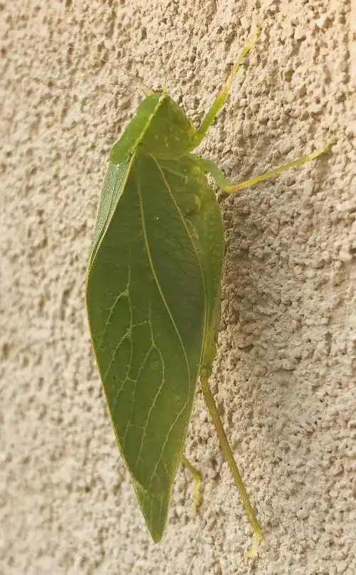 这个像树叶的虫子叫什么?