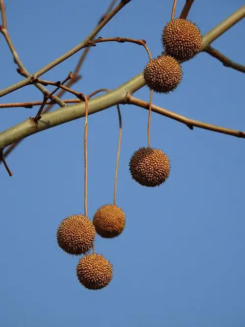 法国梧桐树果实