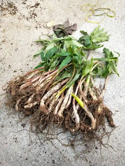 [重楼苗批发]重楼苗价格0.5元/株 - 惠农网