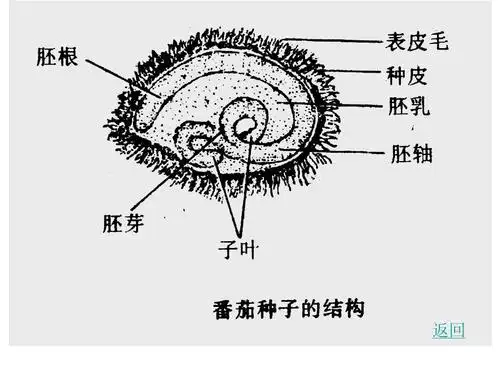 无忧文档 所有分类 自然科学 生物学 植物形态学ppt 番茄种子的结构
