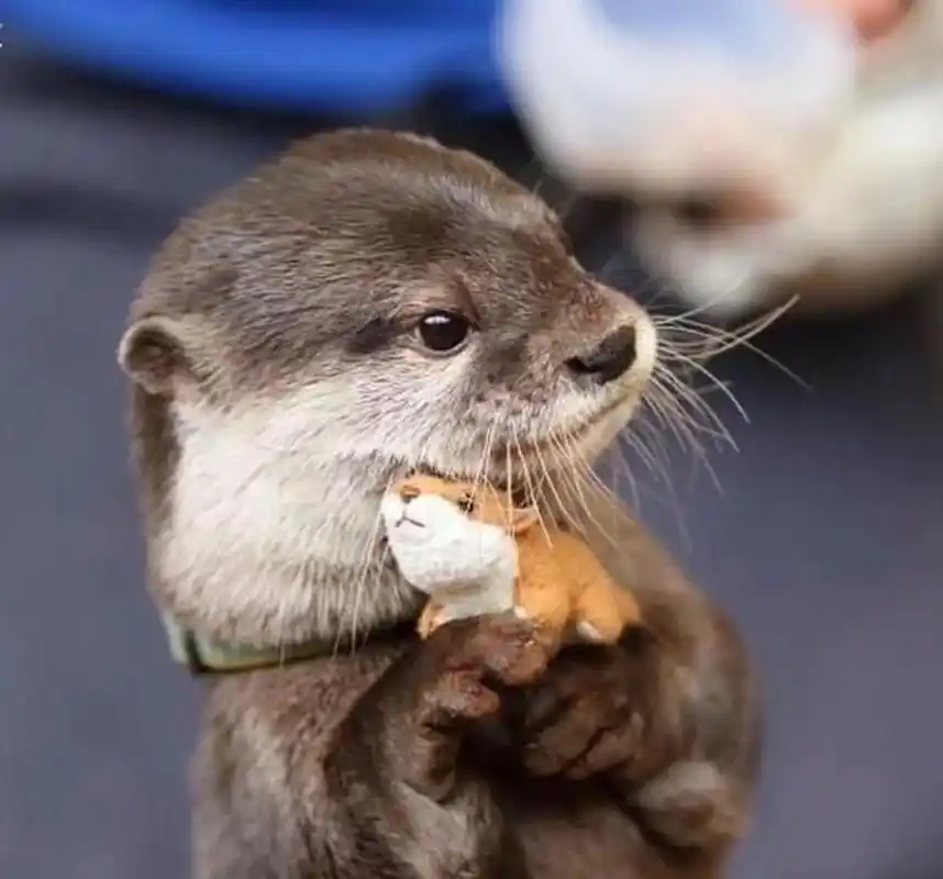 可爱小水獭头像