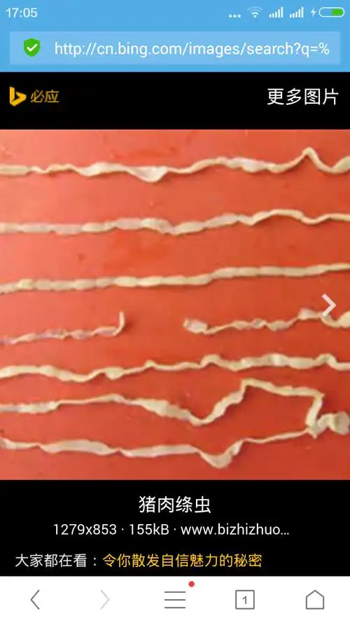 猪肉长的虫是什么样的