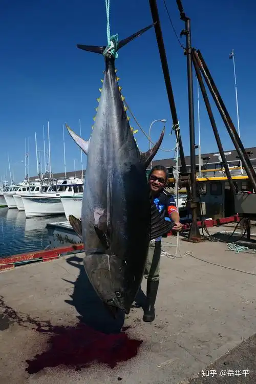 在大西洋钓猎巨型蓝鳍金枪鱼是一种什么体验