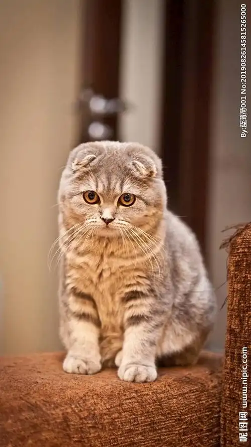 折耳猫图片