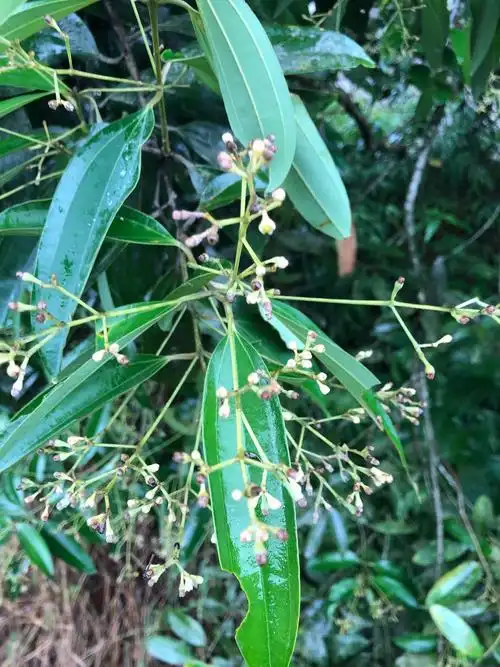 广西野生新鲜桂枝,桂枝尖500g份整捆发货_桂枝洽康中药材商城