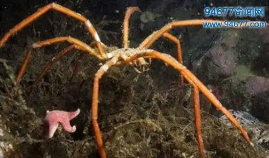 8,南极海底惊现巨型海蜘蛛,患"极化巨大症"体长25厘米
