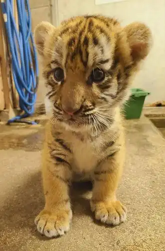 水 给大家看一下真小老虎幼崽