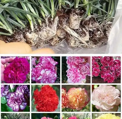 康乃馨康乃馨花苗康乃馨小苗 各种盆栽花卉种苗四季开花 云南基地直销