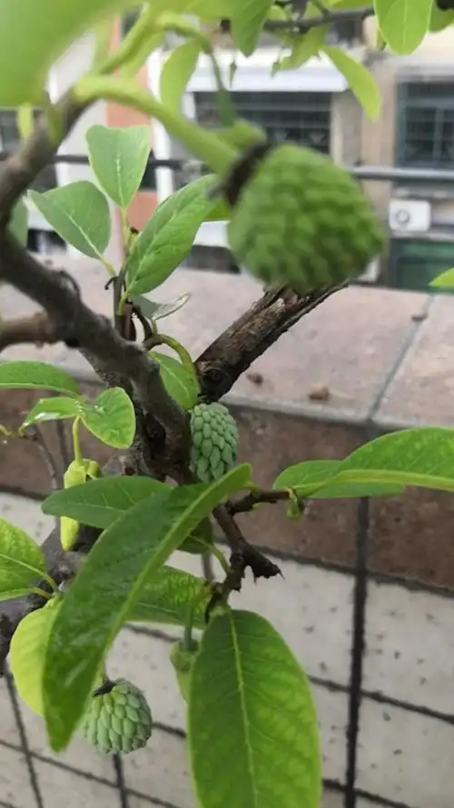 我们家盆栽释迦果