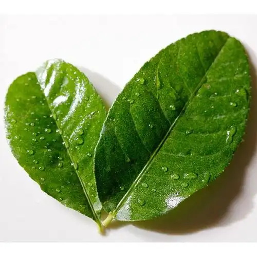 柠檬叶500g毛里橙叶新鲜蔬菜