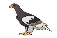 白头海雕简笔画