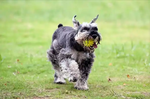 "纯种"雪纳瑞的挑选办法,现在告诉你!