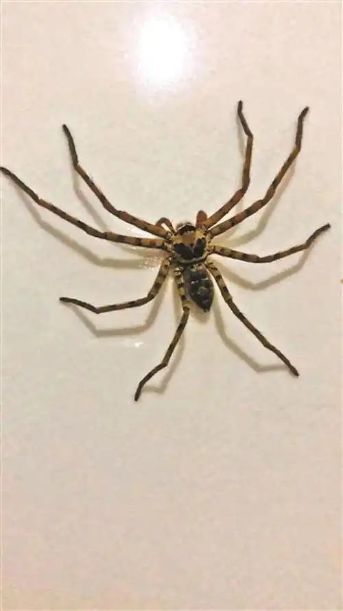 卖家称蜘蛛无毒无害专家指出蜘蛛灭蟑效果甚微被咬后有健康风险