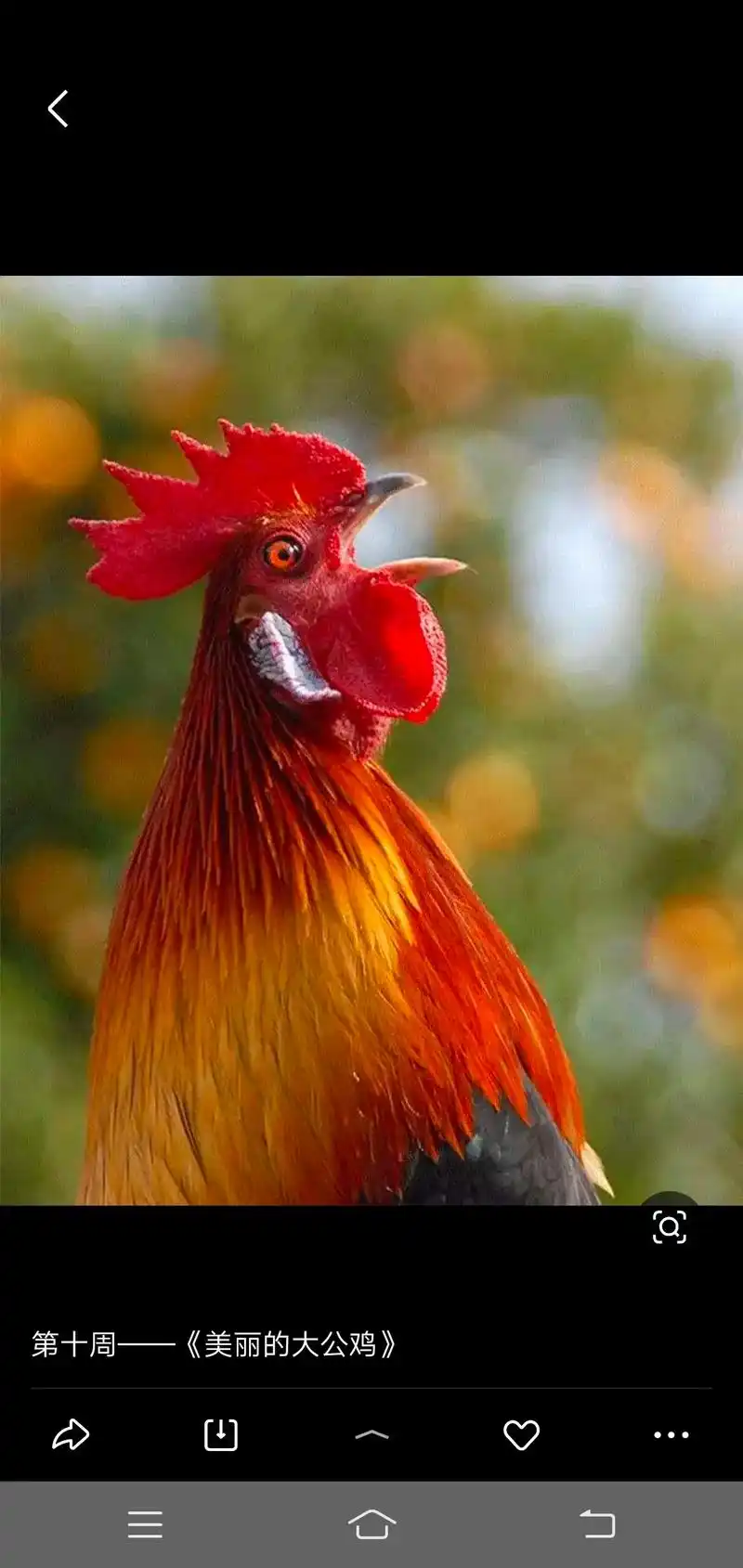 第十周——《美丽的大公鸡》 暖阳下的大公鸡 大公鸡:这个叫声 - 抖音