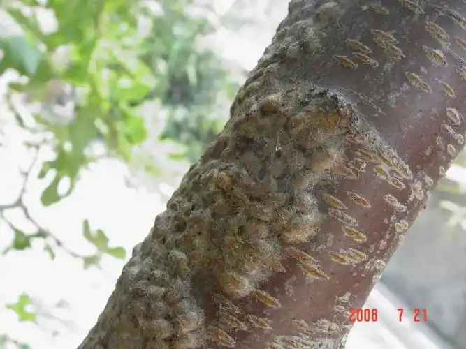 (中国绿刺蛾的蛹茧)