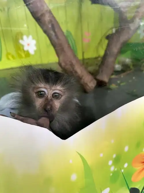 考拉##广州长隆野生动物园