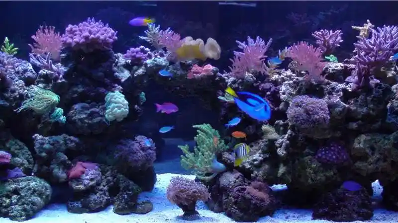 造景欣赏和探讨 - 海缸综合讨论区 - cmf海友论坛 - powered by