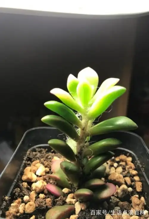 马齿苋科的多肉植物吹雪之松锦,被很多人称为回欢草