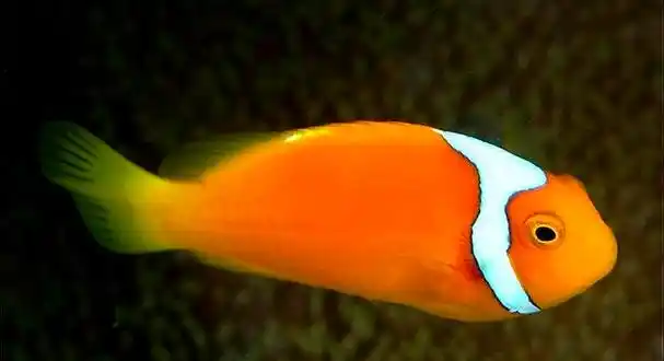 小丑鱼图片,原来小丑鱼也懂音乐(海洋馆小丑鱼图片)
