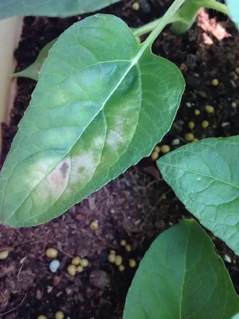 向日葵叶子发灰帮看看是怎么了