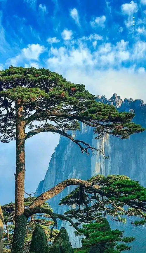 诗歌集之一百四十五,迎客松