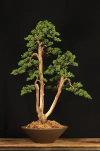 一本三杆济州真柏盆景素材苗造型盆景苗系鱼川真柏树桩树苗日本宫