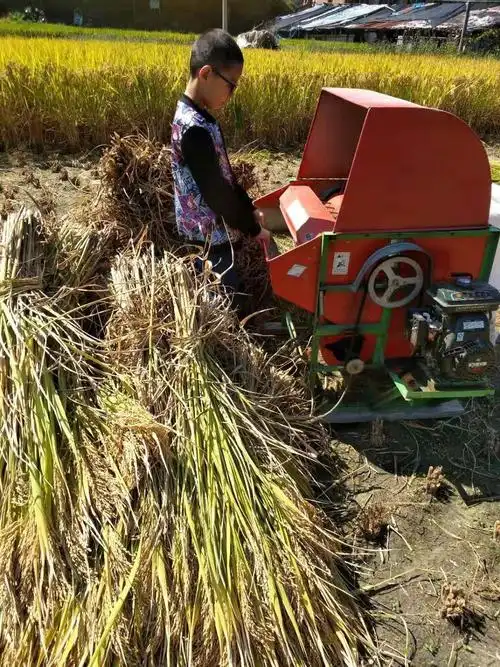 第一次看到这台机器,不知道是什么,爸爸告诉我,这是打稻机,把稻谷放