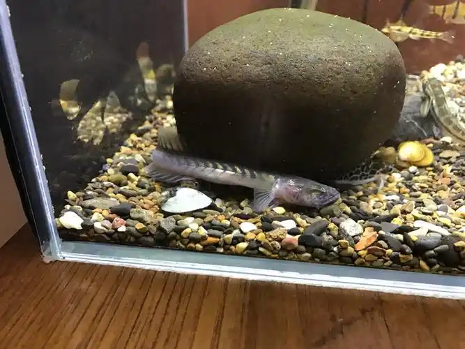 南美鳍龙世界最大的鰕虎