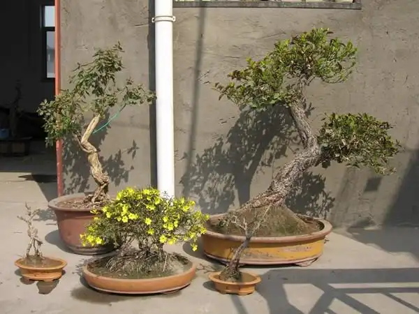 不会打鸣的锦鸡儿盆景