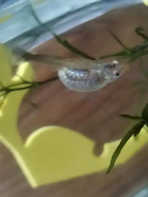 这只小孔雀鱼是什么问题,也好及时补救一下050505#孔雀鱼下崽