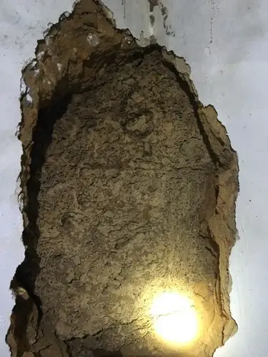 直径65cm的白蚁巢