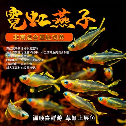 霓虹燕子小型热带观赏灯科鱼橘红燕子草缸上层灯鱼群游新郎官活体