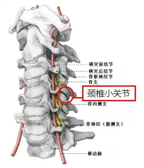除寰枕和寰枢关节外,其余颈椎小关节均是由相邻椎体的上,下关节突构成