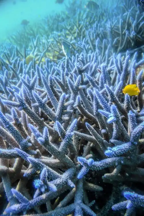 不过拍摄蓝色鹿角珊瑚有一定的技巧一定要自由潜下去从下往上抬高视角