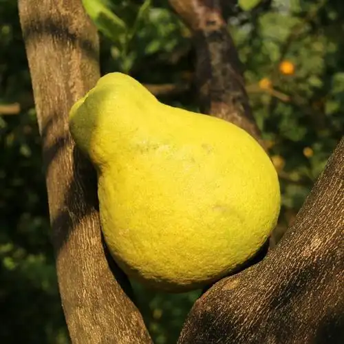 一折长寿沙田柚_正宗长寿沙田柚纯甜柚子当季新鲜水果