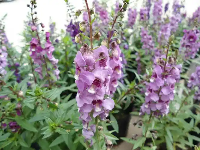 周浦漂亮的香彩雀花海