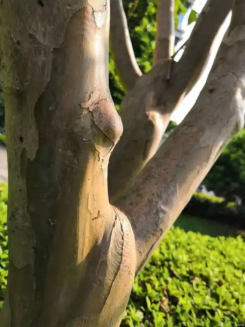 随手拍#树丫-xbb车迷社区