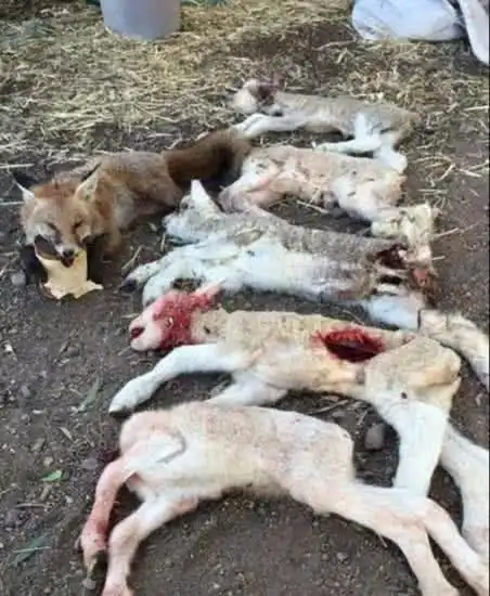 澳大利亚野兔泛滥成灾,为何不引入猫科动物中最爱吃野兔的猞猁?