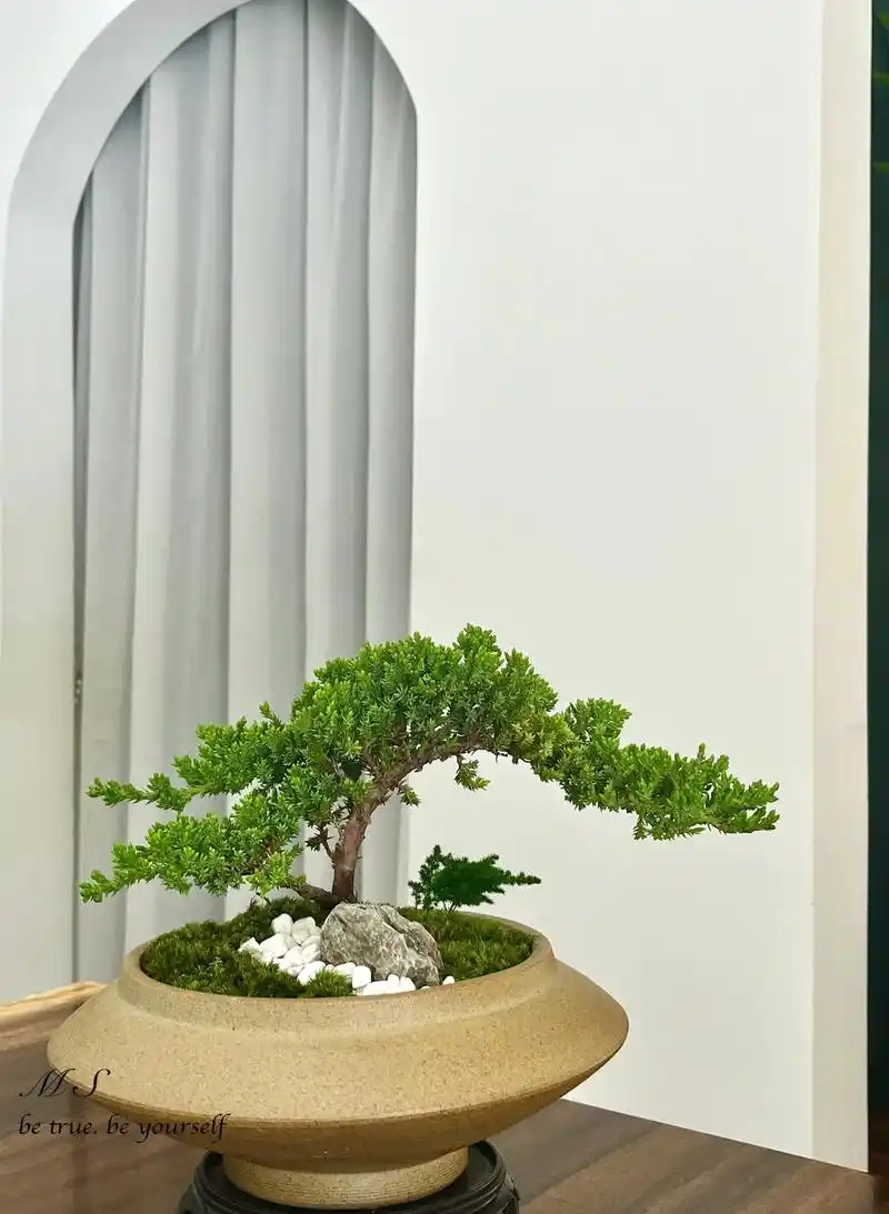 新式盆景——珍珠柏.#创作灵感 每颗盆景的造型都是独一无二 - 抖音