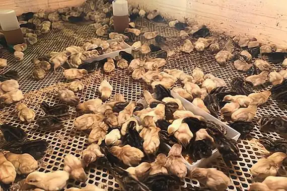 加盟天山雪鸡养殖需要什么条件?有哪些要求?