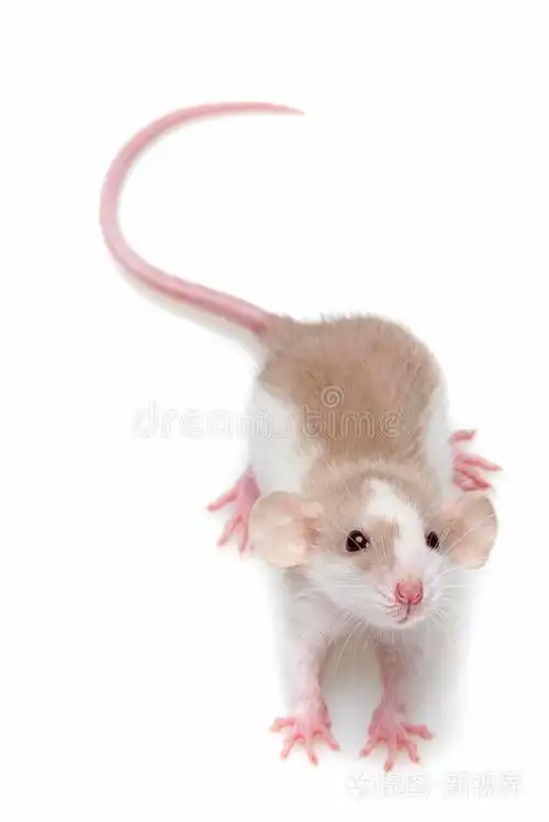 可爱的小老鼠