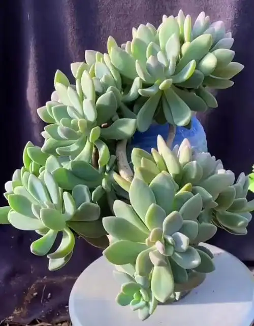 很多人说冬美人看起来灰扑扑的,叶片又薄,实在太难