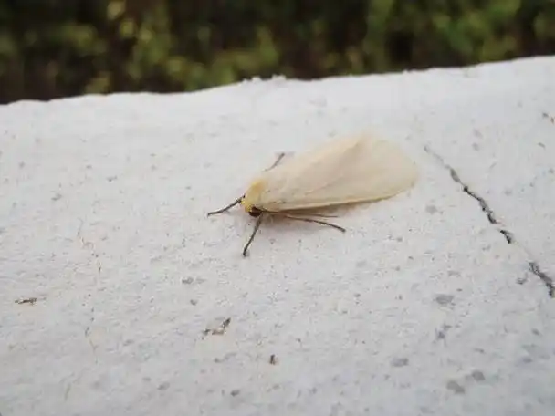 如何有效消灭家中小飞虫