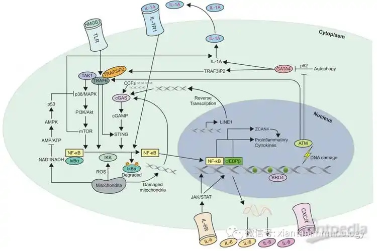 一文读懂免疫细胞衰老的8大机制