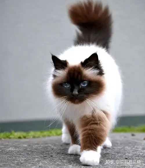 安静沉稳,感情细腻,温柔体贴伯曼猫的源头是由缅甸传入法国的一只母猫