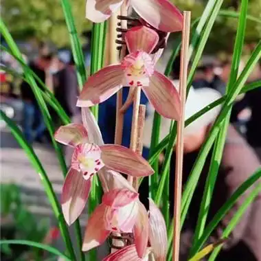 七彩云南1 - 中国兰花交易网